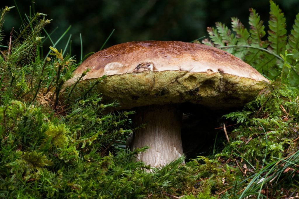 Witamina B2 - funkcje, źródła, niedobór, nadmiar